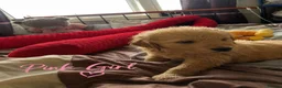 Golden Retriever dogs for sale: 🐾 Golden Retriever Puppies – Raised with Love 🐾 - Advert 19