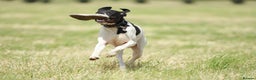 Pointer dogs for stud: Proven Health tested pointer  in Doncaster - Advert 5