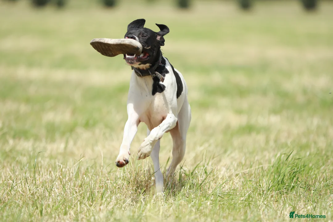 Pointer dogs for stud: Proven Health tested pointer  in Doncaster - Advert 5