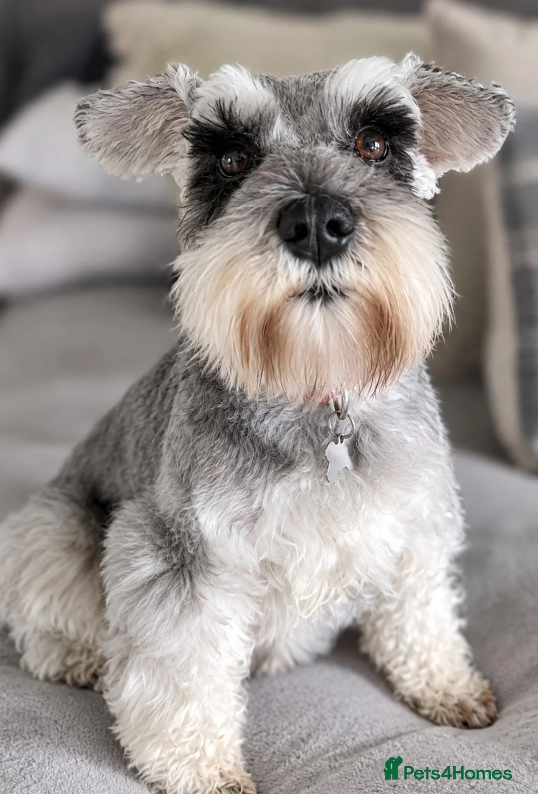Miniature Schnauzer dogs for sale: We are expecting! Black Mini Schnauzer Pups! - Advert 2