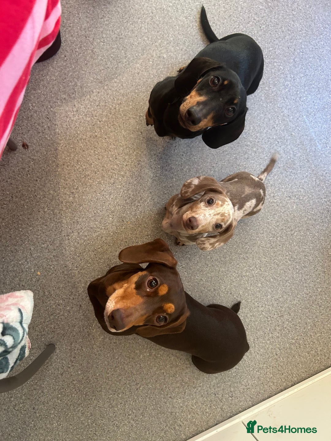 Miniature Dachshund dogs for sale: Silver dapple dachshund  - Advert 4
