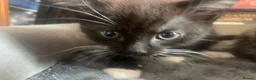 Mixed Breed cats for sale: 3 x Lovely Little Boys - Advert 3