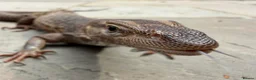 Monitor reptiles for sale: Varanus Tristis Tristis ( Black Headed Monitor ) - Advert 5