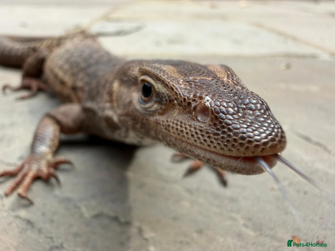 Monitor reptiles for sale: Varanus Tristis Tristis ( Black Headed Monitor ) - Advert 5