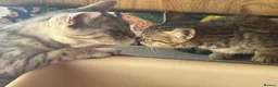 Bengal cats for sale: Bengal beautiful  - Advert 19