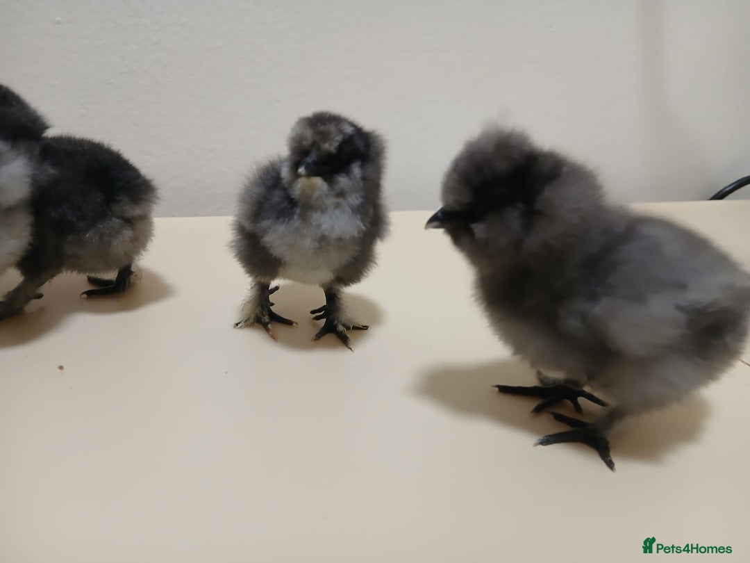 Chickens poultry for sale: Bantam Silkie H@tching Eggs Collection/Posted - Advert 5