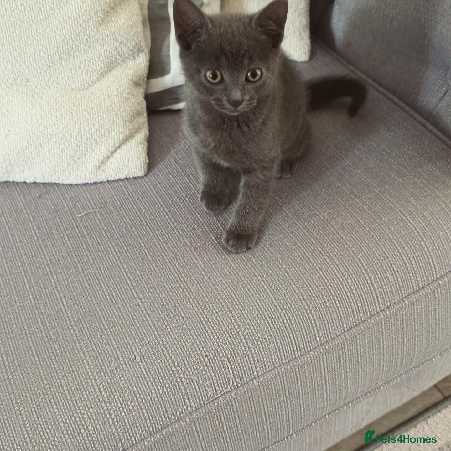 Mixed Breed cats Re-homing our Beautiful Kitten Smokey - Advert 1
