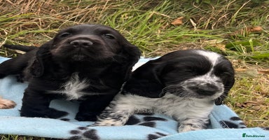Cocker Spaniel dogs - Advert 3