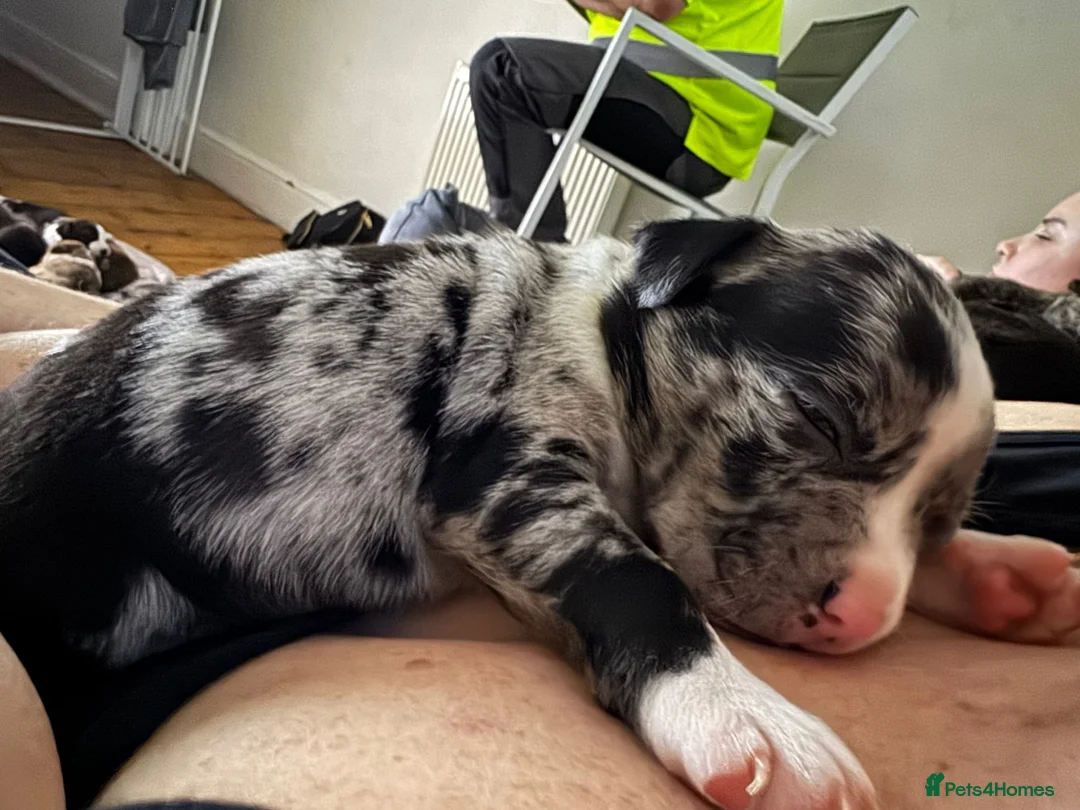 Mixed Breed dogs for sale: Beautiful American bully x staff pups.  - Advert 9