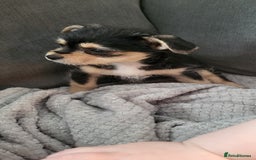 Mixed Breed dogs for sale: Jack russel cross pomeranian puppies  - Image 31