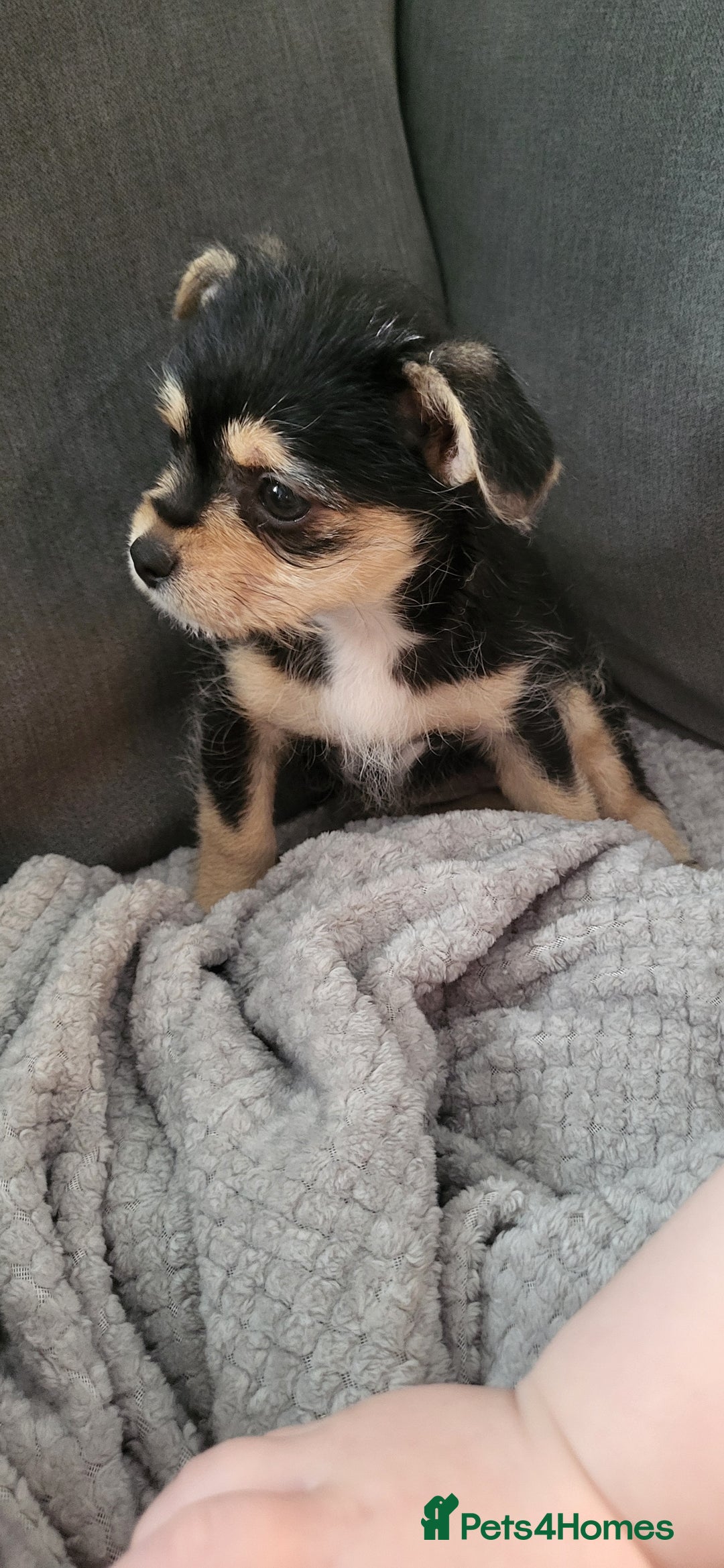 Mixed Breed dogs for sale: Jack russel cross pomeranian puppies  - Image 31