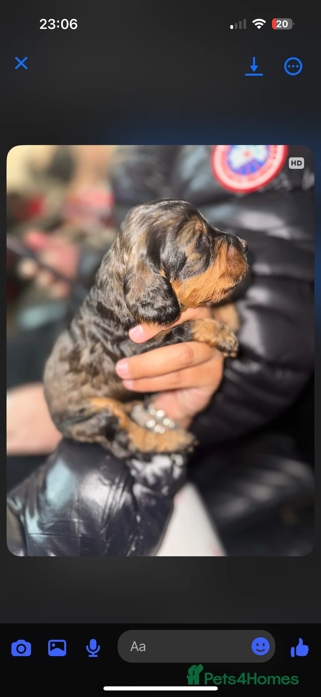 Miniature Poodle dogs for stud:  ⭐️KC PRINCE CHARMING BLUE BOY MINIATURE POODLE⭐️ - Advert 38