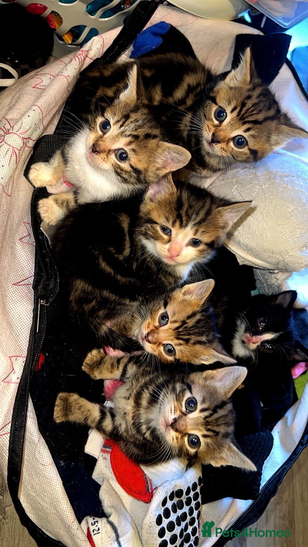 Bengal cats for sale: 6 beautiful bengal cross babies needing homes  - Advert 1