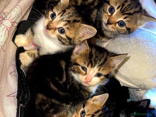Mixed Breed cats 6 beautiful bengal cross babies needing homes - Advert 11