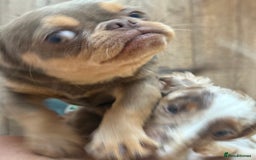 Chihuahua dogs for sale: Beautiful Chihuahua 9 months with passport - Image 3