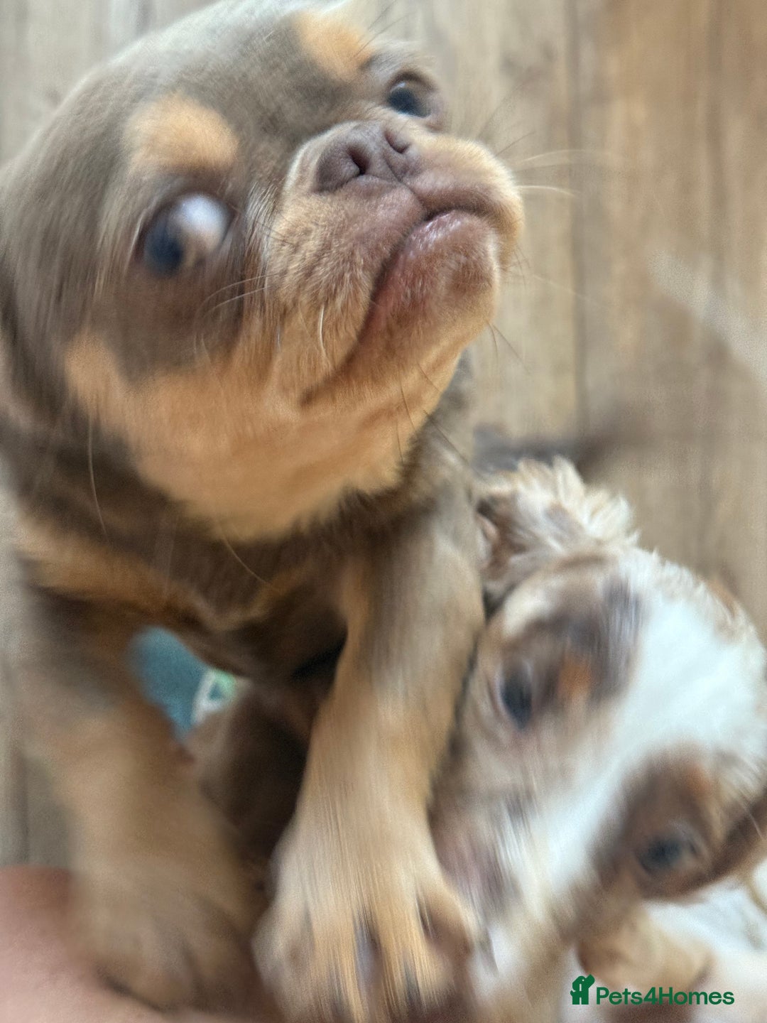 Chihuahua dogs for sale: Beautiful Chihuahua 9 months with passport - Image 3
