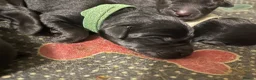 Mixed Breed dogs for sale: Rottweiler X Lab puppies  - Advert 26