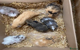 Guinea Pig rodents for sale: For Sale Baby Male Guinea Pigs - Image 6