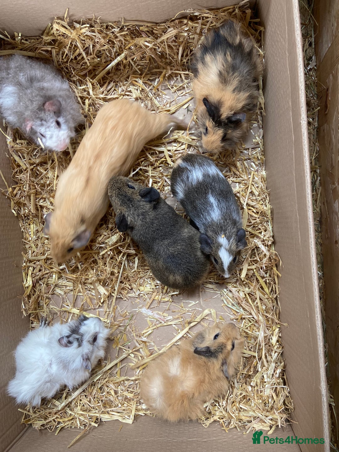 Guinea Pig rodents for sale: For Sale Baby Male Guinea Pigs - Image 6