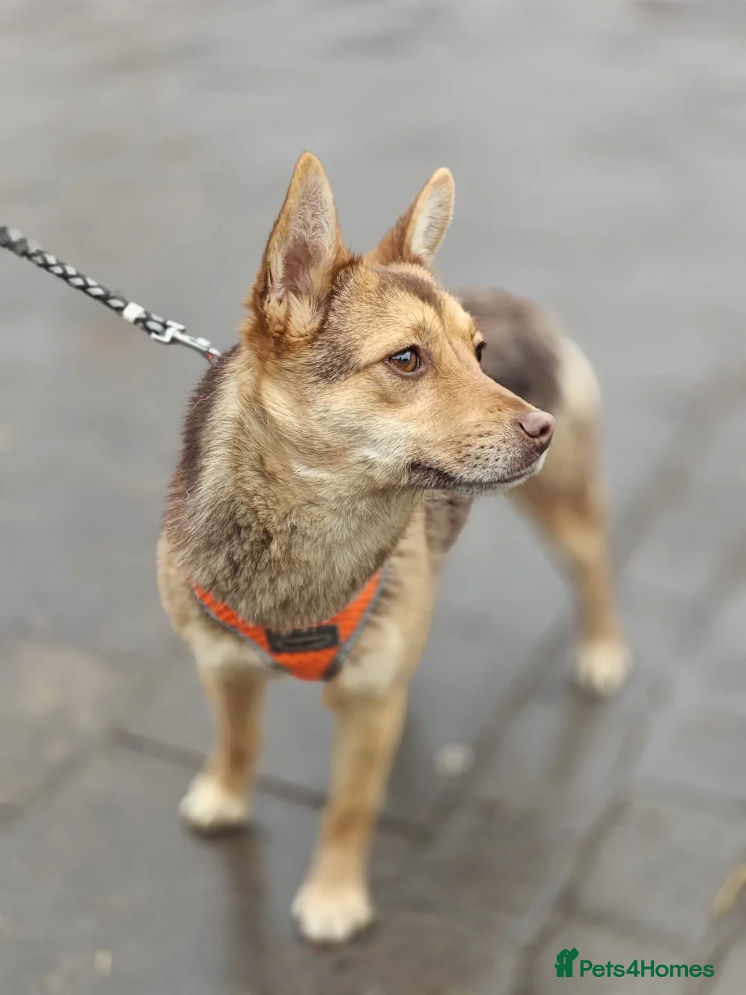 Mixed Breed dogs for adoption: ❤️🐶 RUDYA – QUIET, DELICATE… AND WAITING 🐶❤️ in Burton-on-Trent - Advert 2