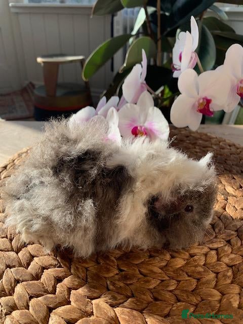 Guinea Pig rodents BEAUTIFUL BABY TEXELS - Advert 2