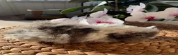 Guinea Pig rodents for sale: BEAUTIFUL BABY TEXELS - Advert 2