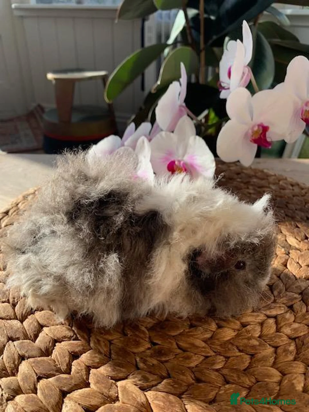 Guinea Pig rodents for sale: BEAUTIFUL BABY TEXELS - Advert 2
