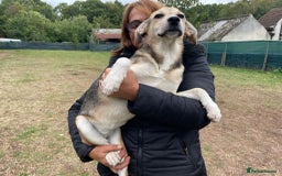 Mixed Breed dogs for adoption: Meet Beautiful JESSY !  She needs a Loving Home  - Image 6