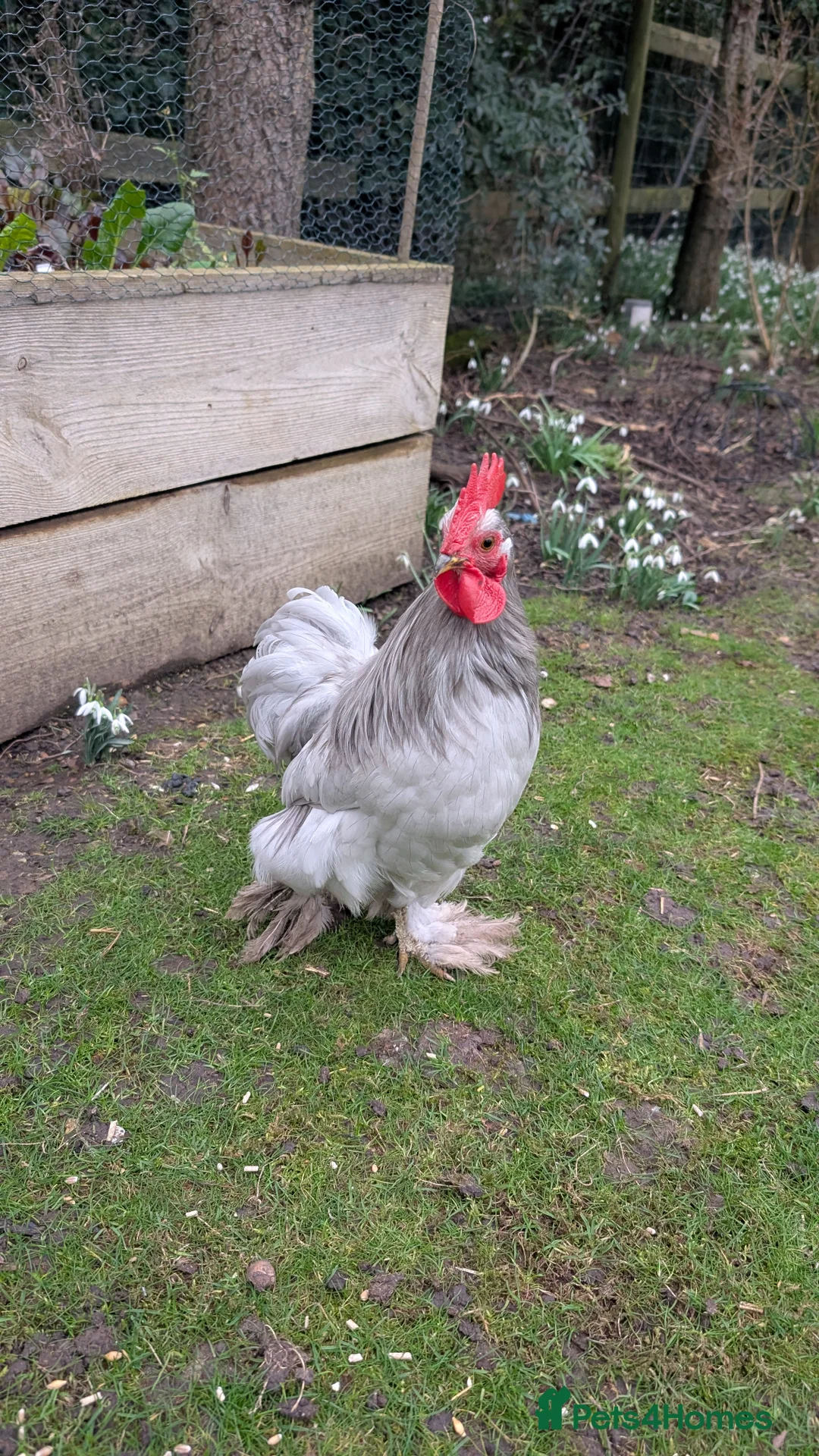 Chickens poultry for sale: Silkie Bantam Cockerels  - Advert 11