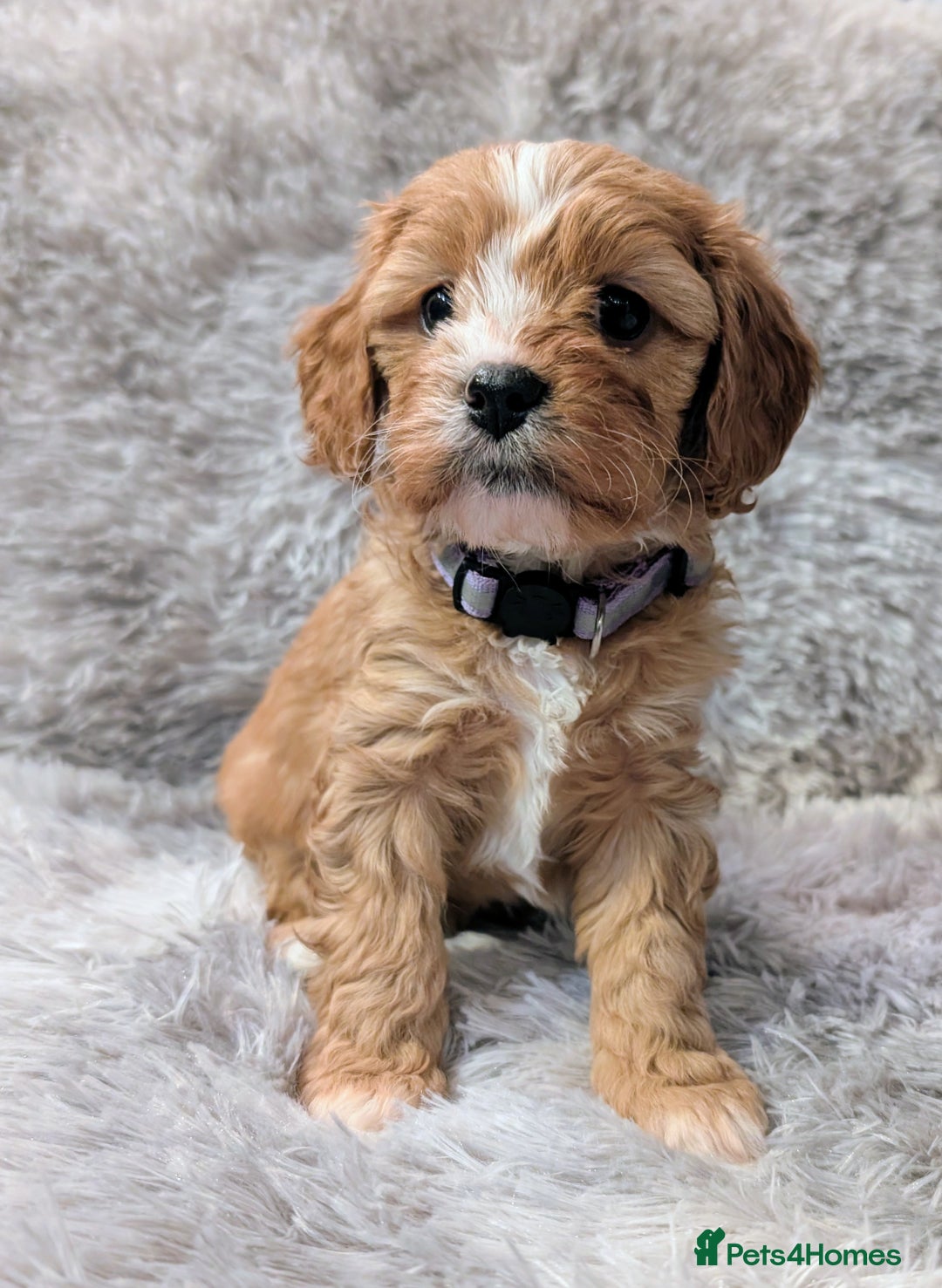 Cavapoo dogs for sale: ❤️F1 CAVAPOO GIRL❤️ HEALTH TESTED PARENTS!🐩 - Advert 7