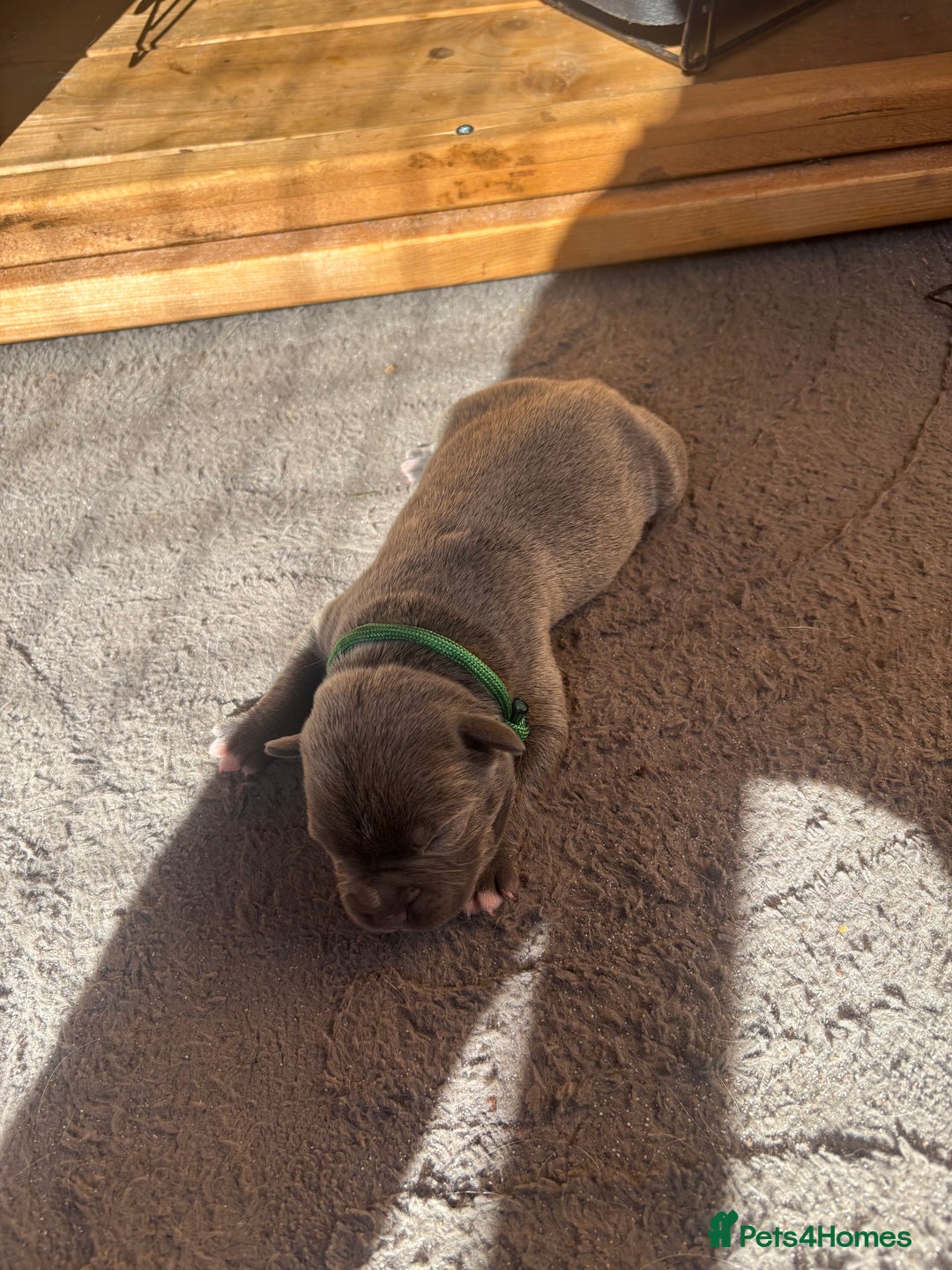 Staffordshire Bull Terrier dogs for sale: 6 kc registered blue staffys for sale :) - Image 3