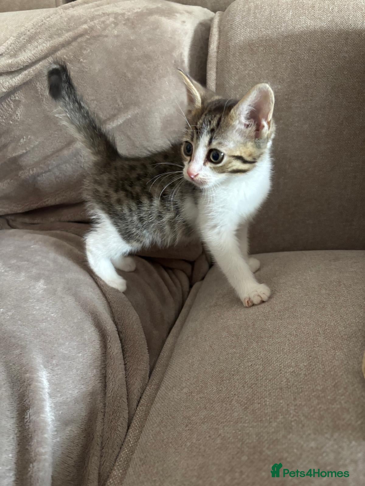 Mixed Breed cats Beautiful ragdoll cross kittens - Advert 2
