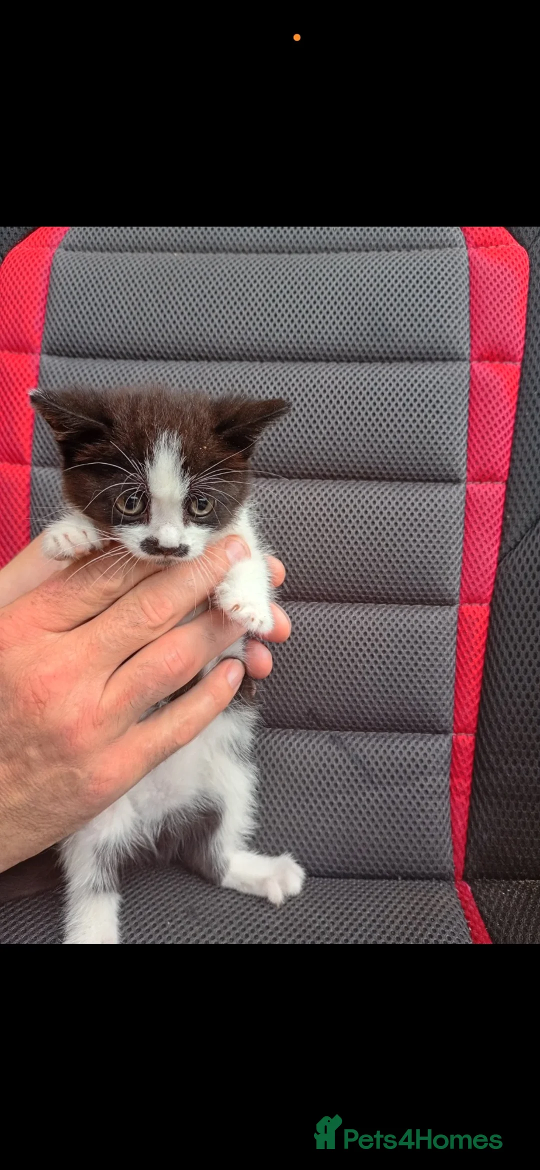 Mixed Breed cats for sale: 2 female kittens £40 each  - Advert 2