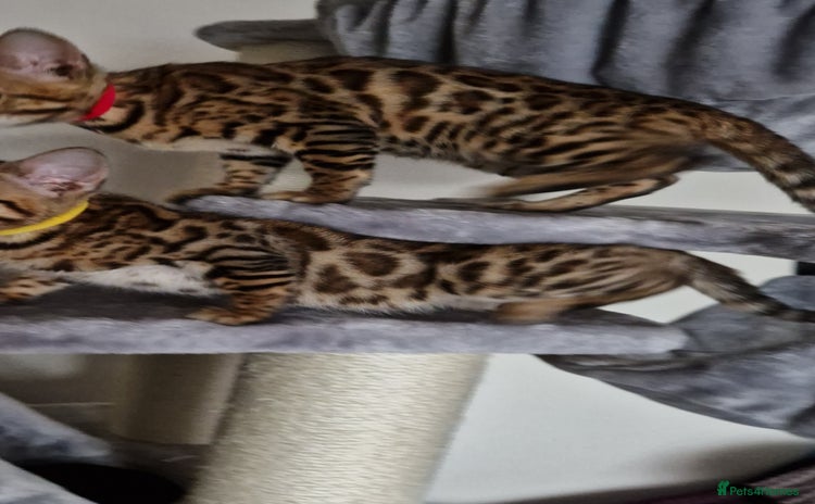 Bengal cats - Advert 2