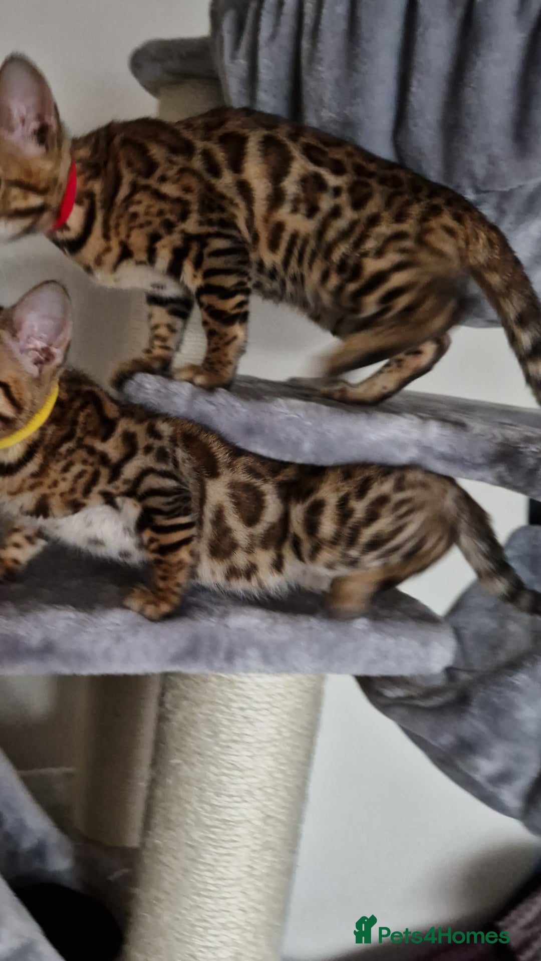 Bengal cats for sale: Last one😍Pure Bengal kittens❤️Ready to go😍 - Image 8