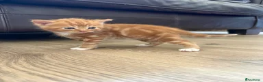 Kitten Male 4 Blue 