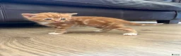 Mixed Breed cats for sale: 4 Ginger Male Kittens from 7th of September  in London - Advert 8