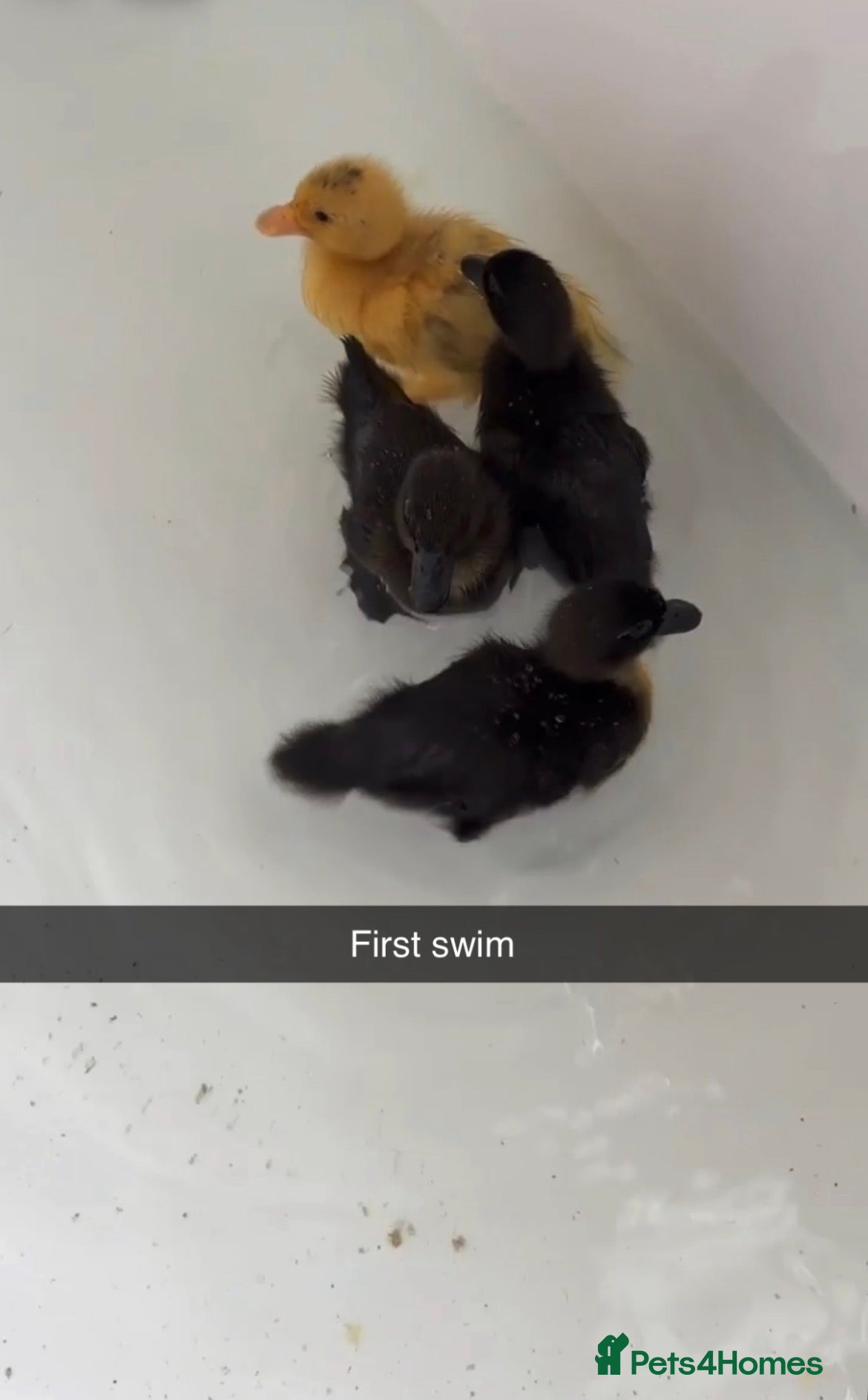 Ducks poultry 🦆Cute little call ducks 🦆  - Advert 1