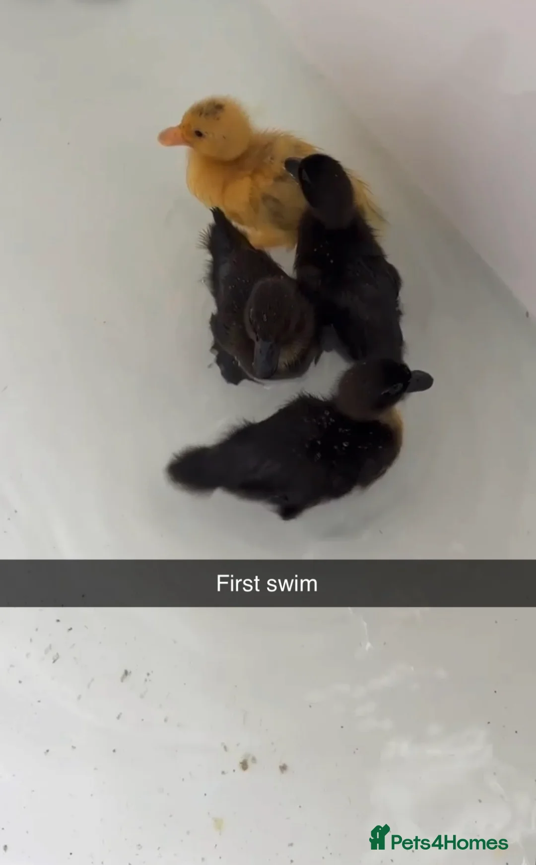 Ducks poultry for sale: 🦆Cute little call ducks 🦆  in Driffield - Advert 1
