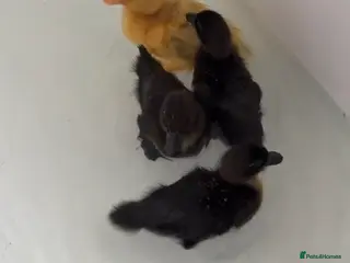 Ducks poultry 🦆Cute little call ducks 🦆 - Advert 1