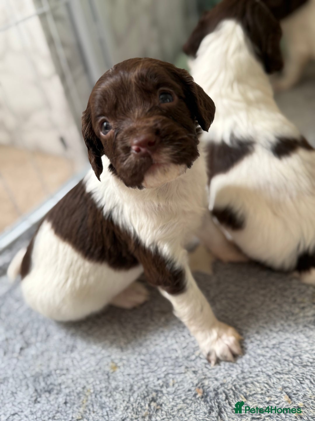 English Springer Spaniel dogs for sale: Springer spaniel puppies for sale - Image 9