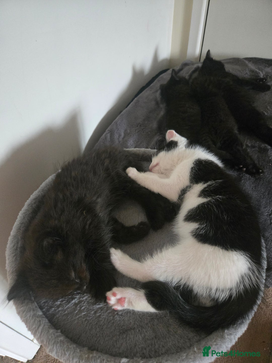 Mixed Breed cats for sale: Ragdoll X Kittens - Image 25