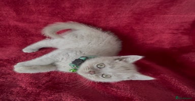 British Shorthair cats - Advert 16