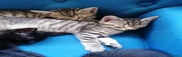 Mixed Breed cats for sale: 🐾 Gorgeous Tabby & Black Kittens – Ready Now! 🐾 - Advert 5