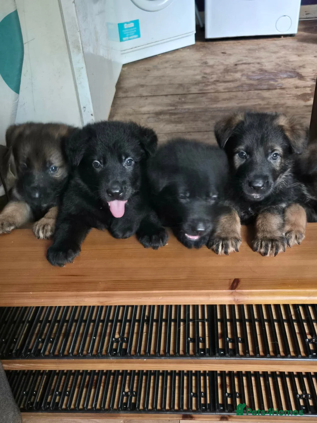 German Shepherd dogs for sale: Stunning little - Advert 3