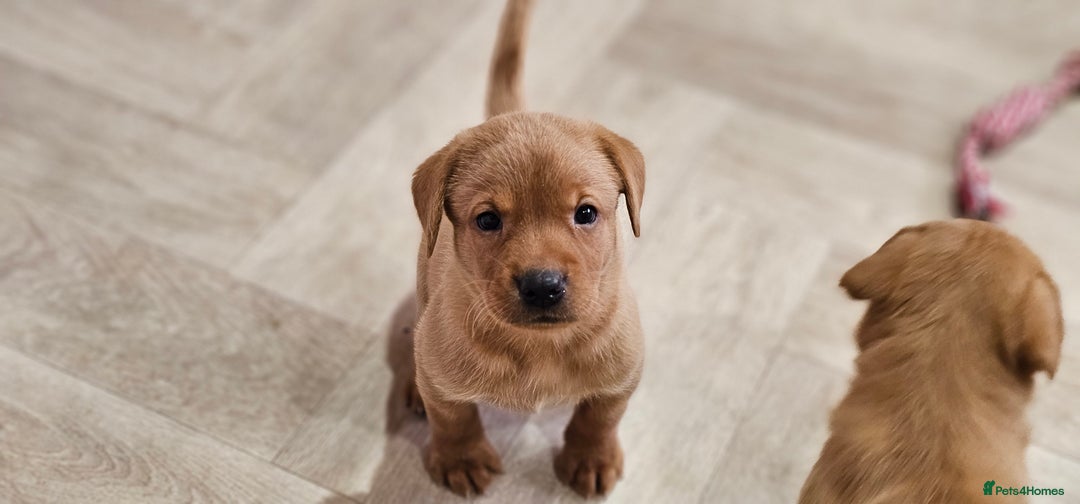 Labrador Retriever dogs for sale: ONLY 1 BEAUTIFUL KC FOX RED GIRL LAB AVAILABLE - Image 17