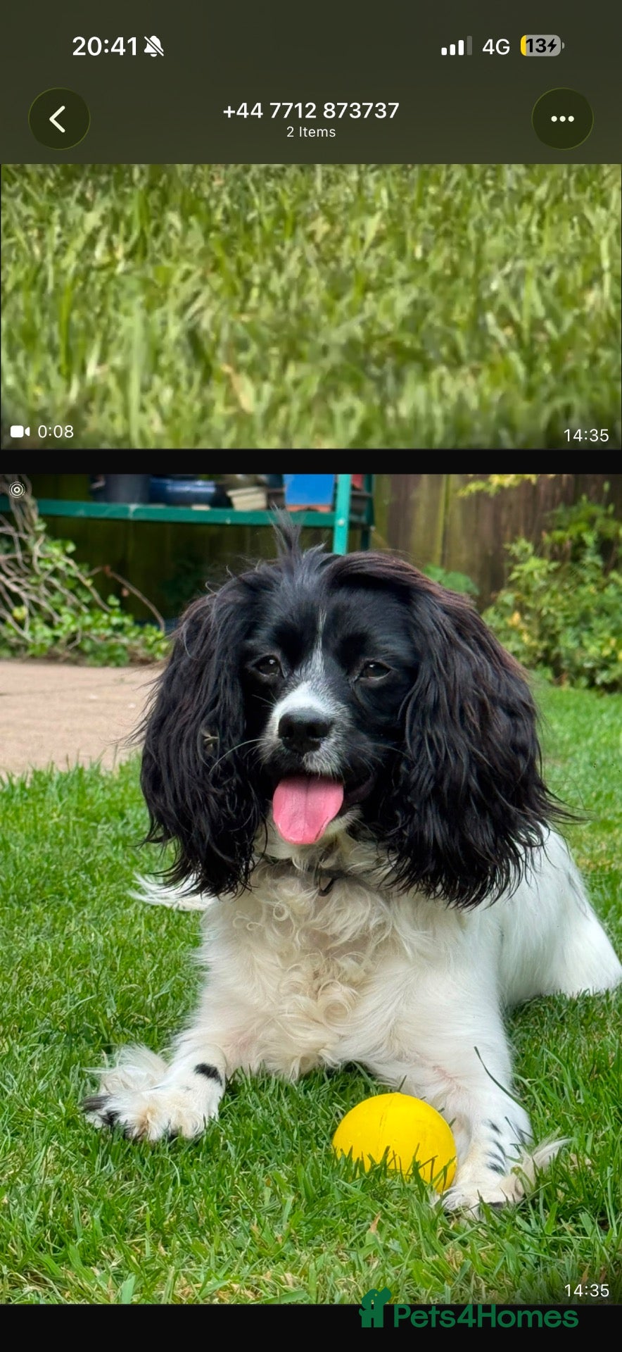 English Springer Spaniel dogs  Springer Spaniel Looking for a Forever Home ❤️ - Advert 2