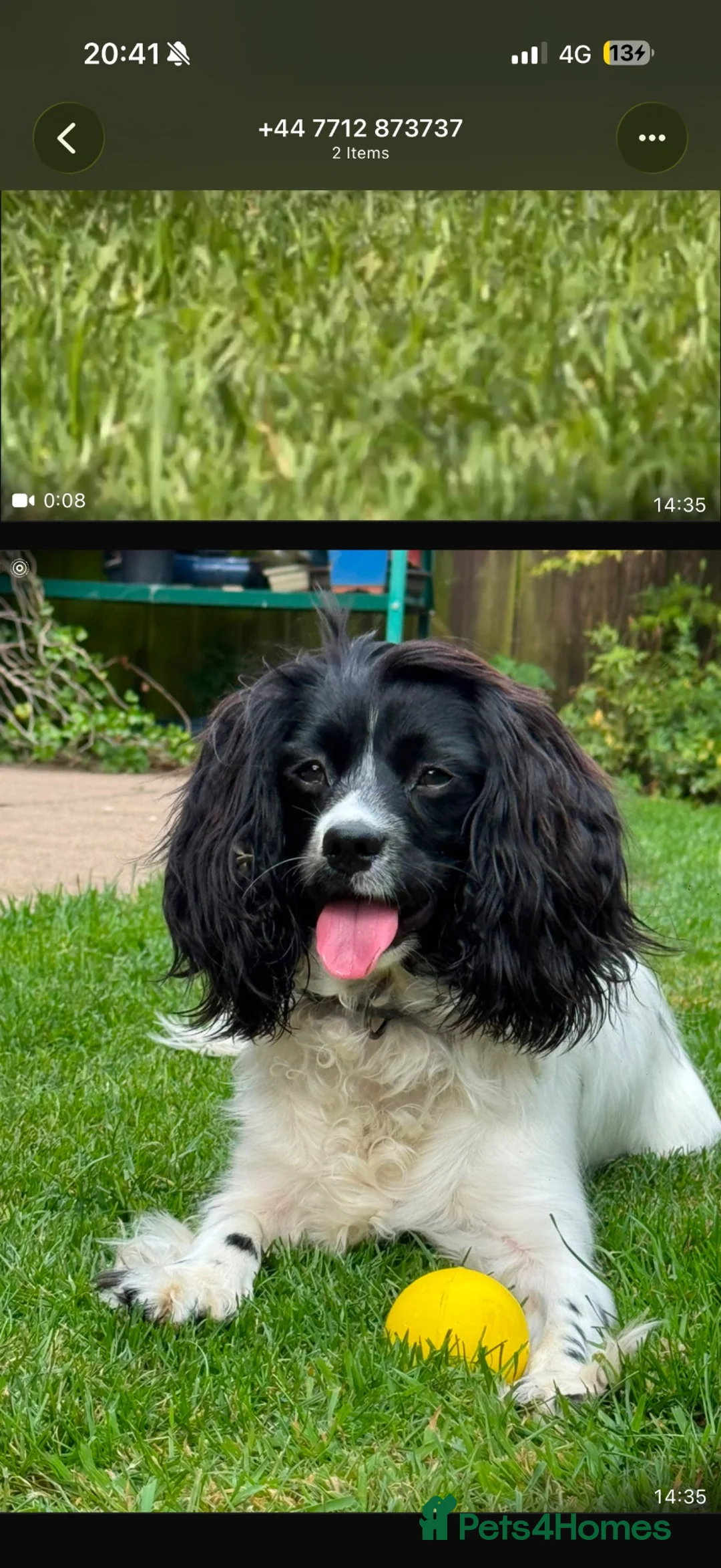 English Springer Spaniel dogs for sale:  Springer Spaniel Looking for a Forever Home ❤️ - Advert 1