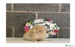 Mini Lop rabbits for sale: Beautiful mini lop bunnies for sale - Image 6