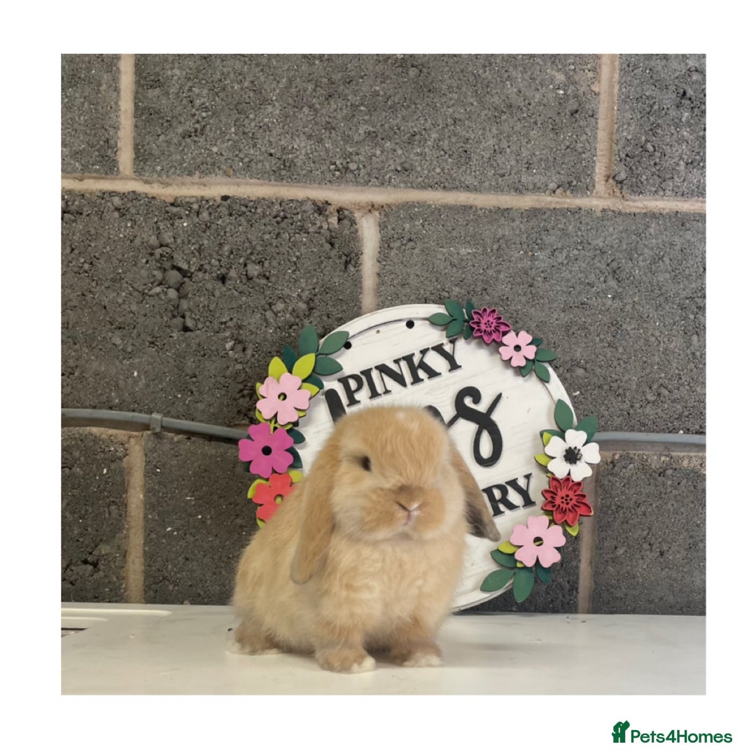 Mini Lop rabbits for sale: Beautiful mini lop bunnies for sale - Image 6